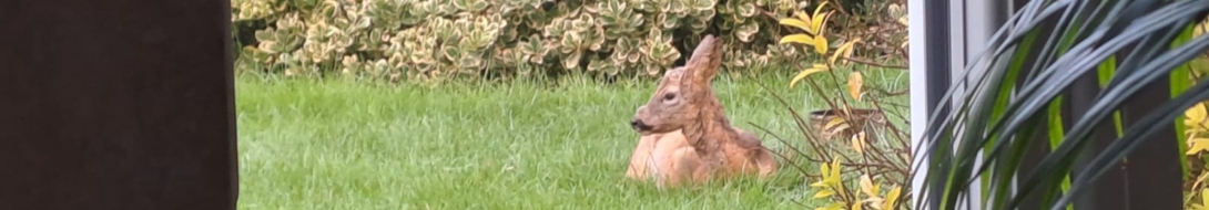 biche